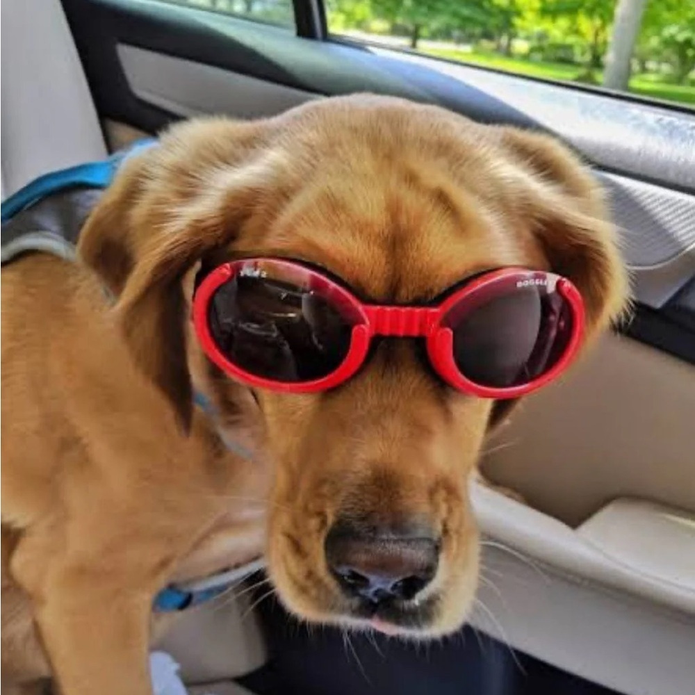 Doggles-dog goggles